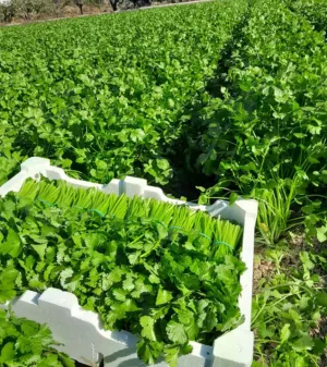 Campo de cultivo de cilantro fresco con manojos recién cosechados en cajas para exportación.
