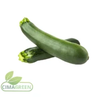 Spanische Zucchini lange dunkelgrüne und runde Sorte – Frische B2B Qualität