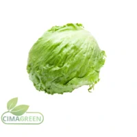Spanische Kopfsalate fünf Sorten Eisberg Roman Little Gem Salanova Trocadero – Frische B2B Qualität