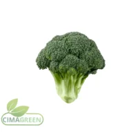 Brócoli verde fresco español variedad Calabrés para exportación B2B