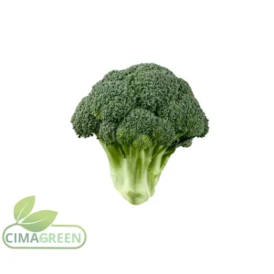 Brócoli verde fresco español variedad Calabrés para exportación B2B