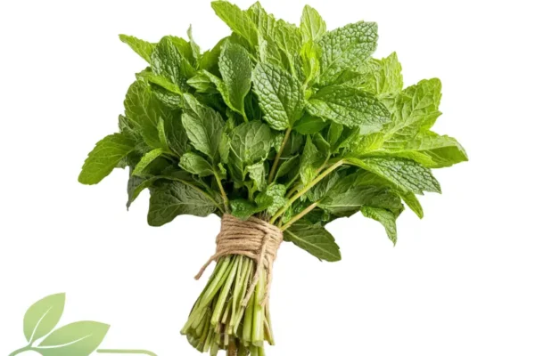 Hierbabuena