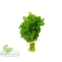 Manojo de cilantro fresco español para exportación B2B a mayoristas europeos