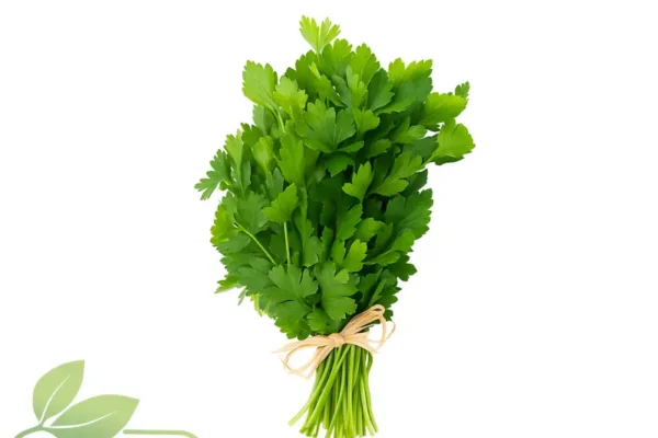 Cilantro