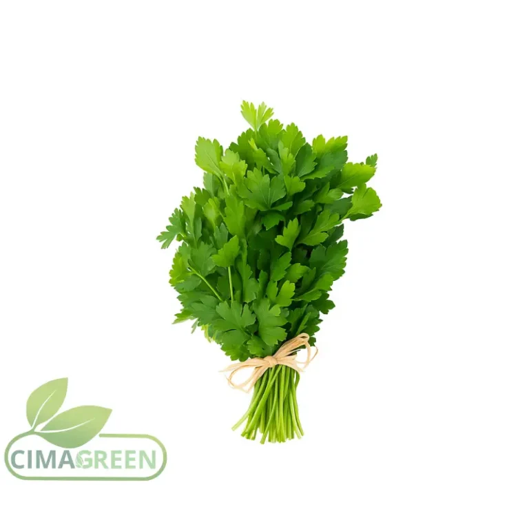 Manojo de cilantro fresco español para exportación B2B a mayoristas europeos