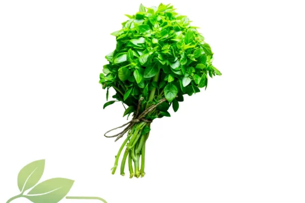 Albahaca