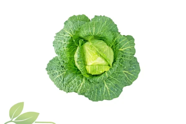 Col Repollo