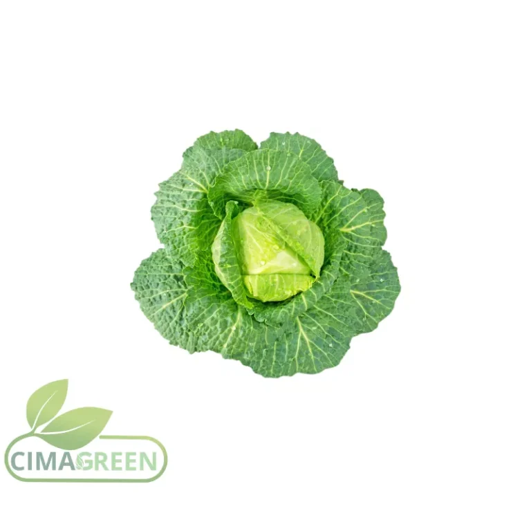 Col repollo verde y lombarda morada frescas para exportación B2B