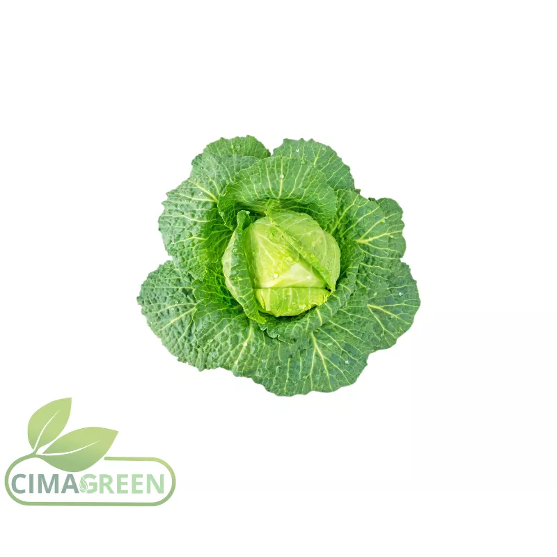 Col repollo verde y lombarda morada frescas para exportación B2B