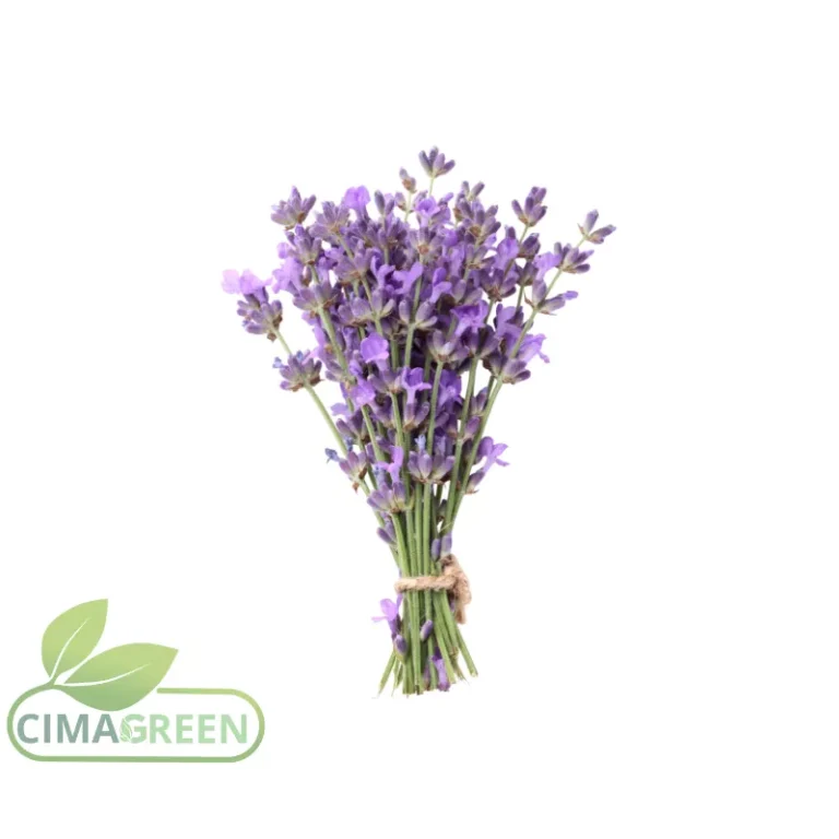 Lavendel Espliego aus Murcia – Violette Blüten mit intensivem blumigem Aroma – B2B Qualität