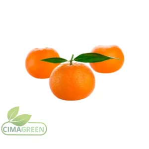 Spanische Mandarinen Sorten Clementinen Tango Nadorcott Orri – Frische Premium-Zitrusfrüchte für Großhändler