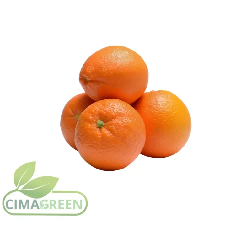 Caja de naranjas españolas frescas para exportación B2B mayorista
