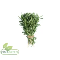 Frischer Rosmarin aus Spanien – Nadelartige Blätter mit intensivem harzigem Aroma – B2B Qualität