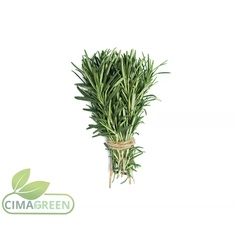 Frischer Rosmarin aus Spanien – Nadelartige Blätter mit intensivem harzigem Aroma – B2B Qualität
